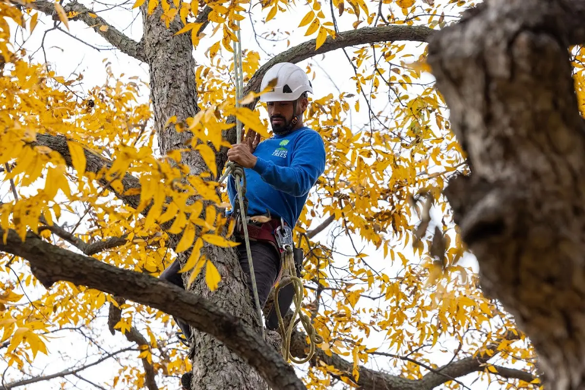 Skilled Storm Damage Cleanup crew working in Broadwater
